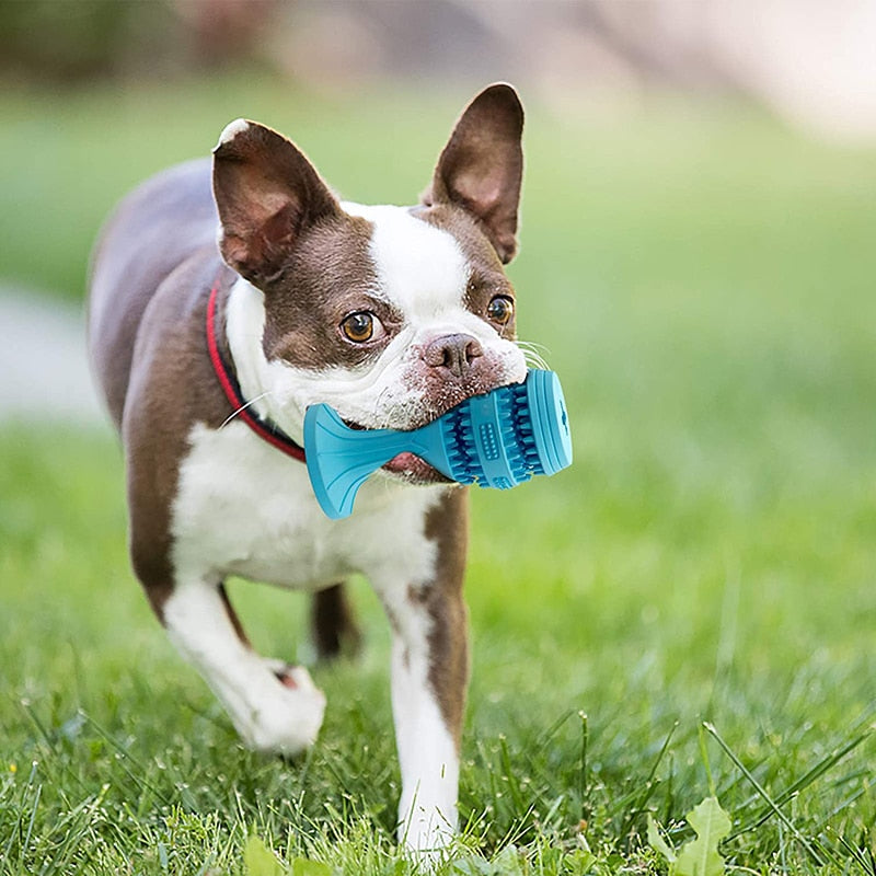 Sturdy Dog Toys For Aggressive Chewers
